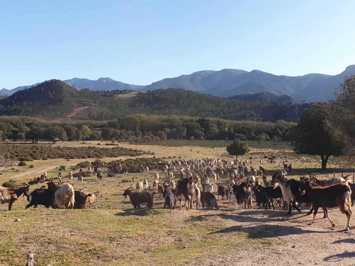 فيلا Domaine U Filanciu - Casa Ghjulia - Centru Di Corsica Moltifao المظهر الخارجي الصورة
